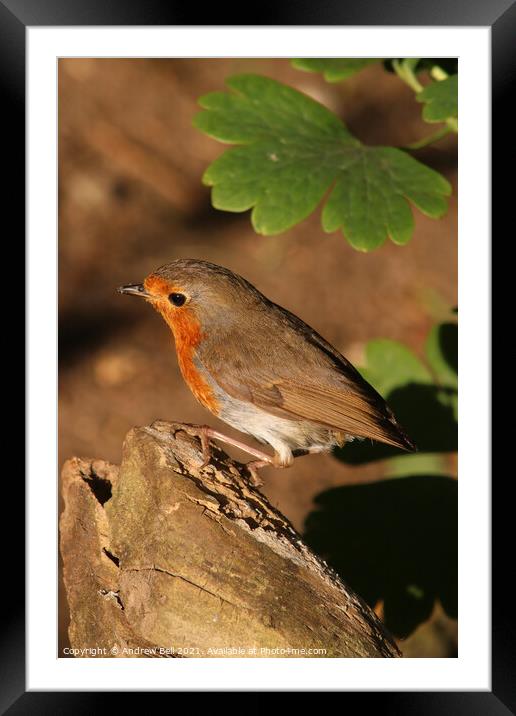 Robin redbreast Framed Mounted Print by Andrew Bell