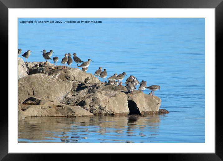 Redshanks on rocks Framed Mounted Print by Andrew Bell