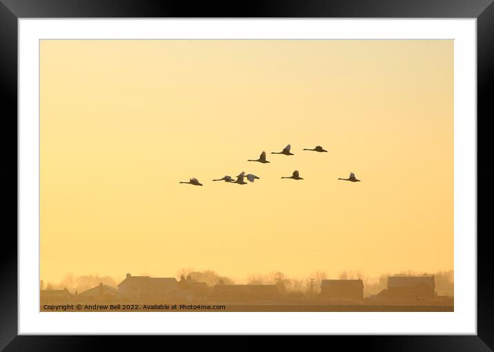 Wedge of Swans Framed Mounted Print by Andrew Bell