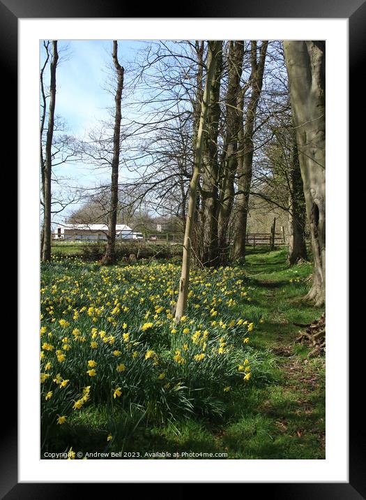 Daffodil footpath Framed Mounted Print by Andrew Bell