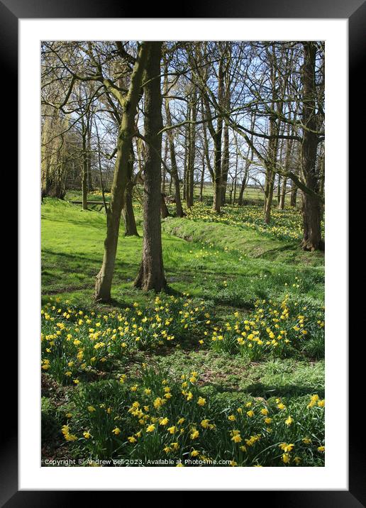 Daffodil Wood Framed Mounted Print by Andrew Bell