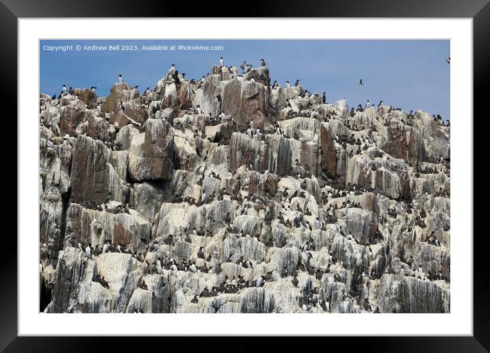 Guillemots Galore Framed Mounted Print by Andrew Bell