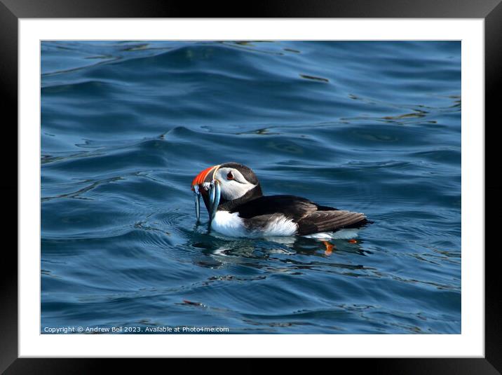 The Colorful Puffin's Seaside Lunch Framed Mounted Print by Andrew Bell