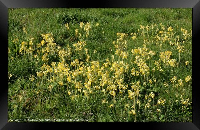Cowslips, primula veris Framed Print by Andrew Bell