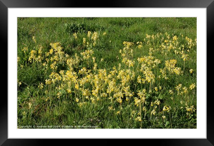 Cowslips, primula veris Framed Mounted Print by Andrew Bell