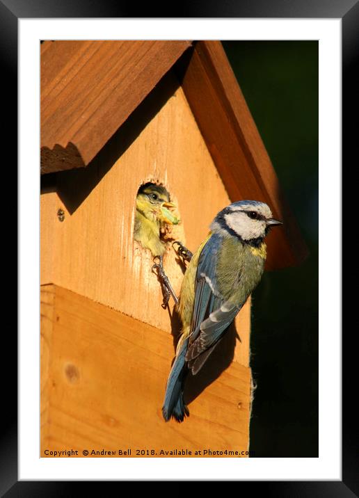 The Nurturing Blue Tit Framed Mounted Print by Andrew Bell