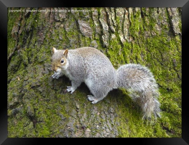 Grey Squirrel clinging to a tree Framed Print by Stephen Carvell