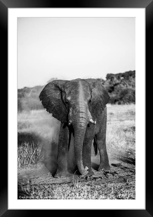 Dusty Elephant Framed Mounted Print by Jared Mein