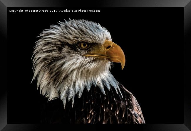 Golden Eagle Framed Print by Secret Artist