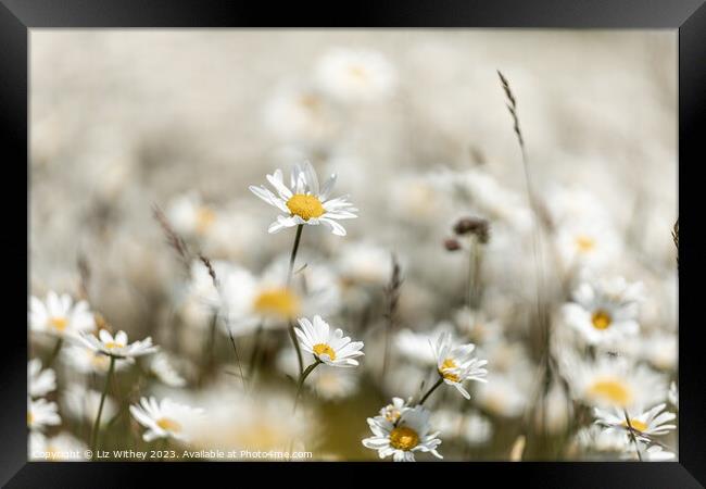 Daisies Framed Print by Liz Withey