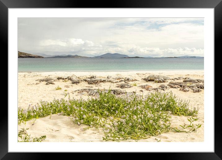 Sea Rocket, Huisinis Framed Mounted Print by Liz Withey