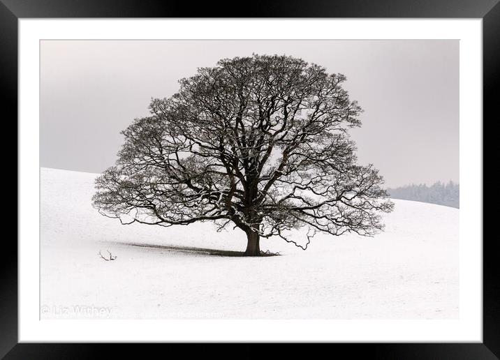 Winter Tree, Dallam Park Framed Mounted Print by Liz Withey
