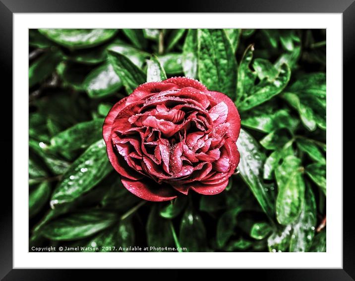 Bright Red Peony  Framed Mounted Print by Jamel Watson