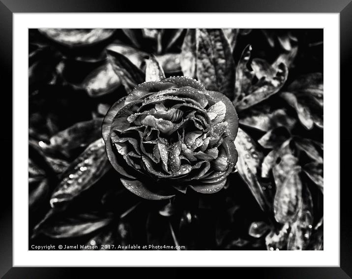 Monochrome Peony  Framed Mounted Print by Jamel Watson