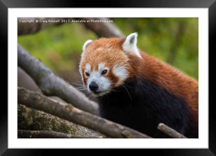 Close up of a Red Panda's face Framed Mounted Print by Craig Russell