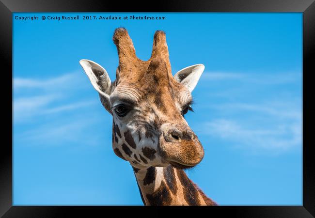 Close up photo of a Rothschild Giraffe head Framed Print by Craig Russell