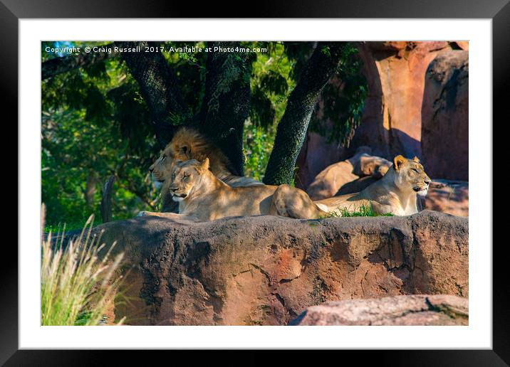 Pride of Lions Framed Mounted Print by Craig Russell