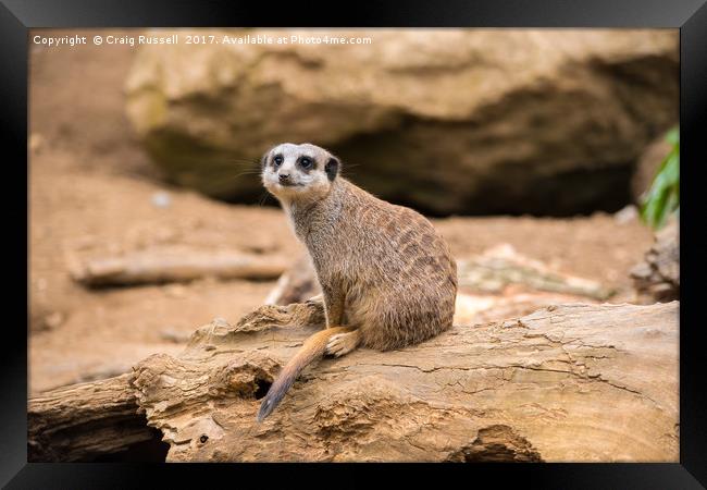 Meerkat on a rock Framed Print by Craig Russell