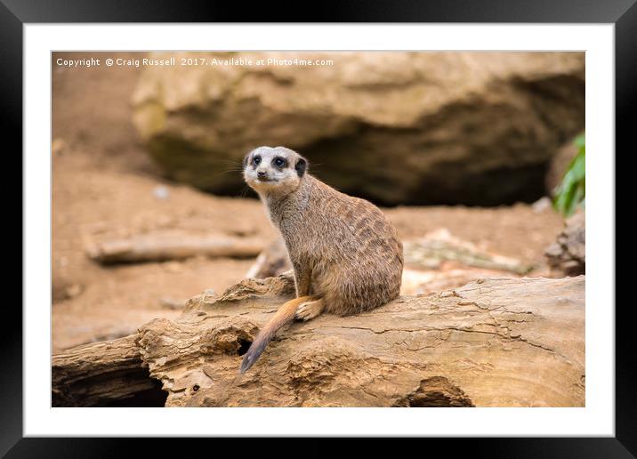 Meerkat on a rock Framed Mounted Print by Craig Russell