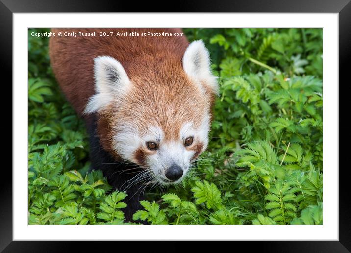 Red Panda close up of face Framed Mounted Print by Craig Russell
