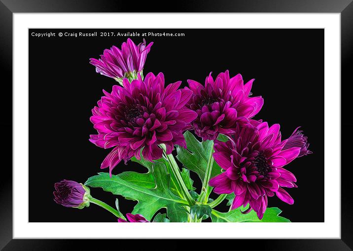Purple Chrysanthemums Illustration Framed Mounted Print by Craig Russell