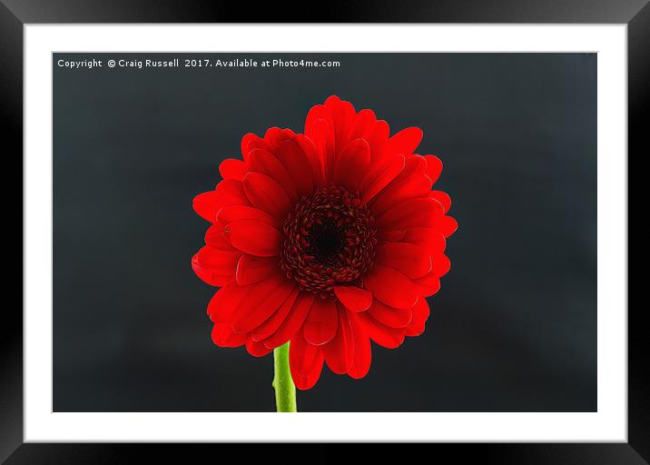 Gerber Daisy Illustration Framed Mounted Print by Craig Russell