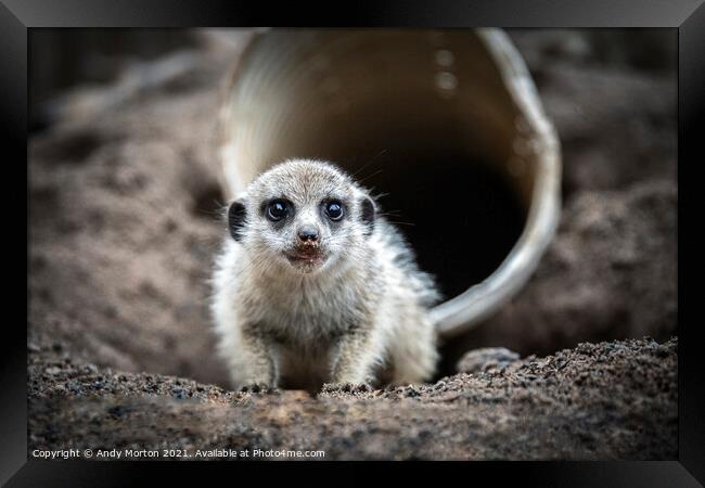Innocent Meerkat Pup Unveils Charm Framed Print by Andy Morton