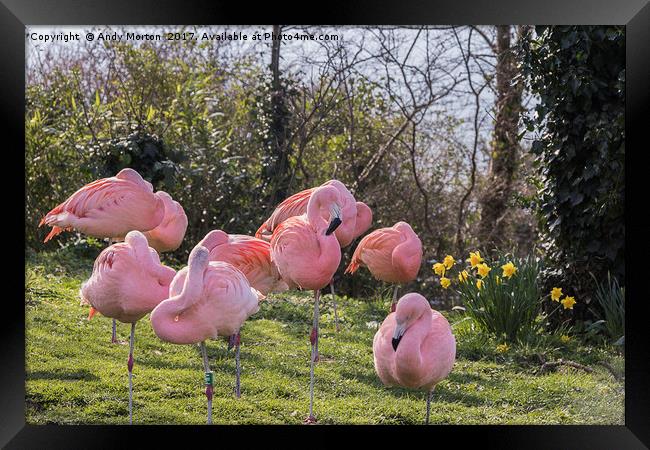 Flamboyance of Flamingos Framed Print by Andy Morton