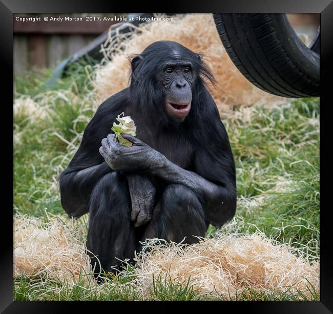 Bonobo Chimpanzee - Pan Framed Print by Andy Morton