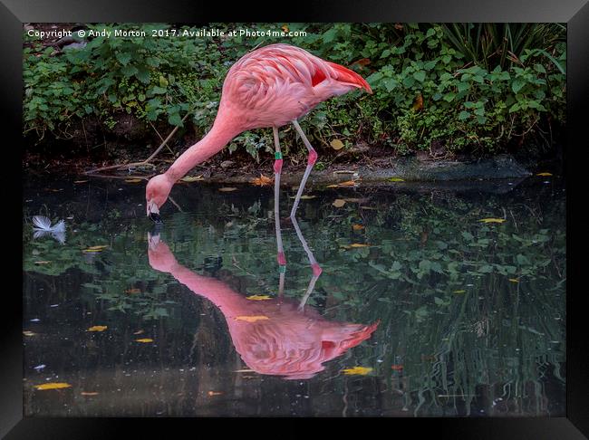 A Symphony of Pink Flamingos Framed Print by Andy Morton