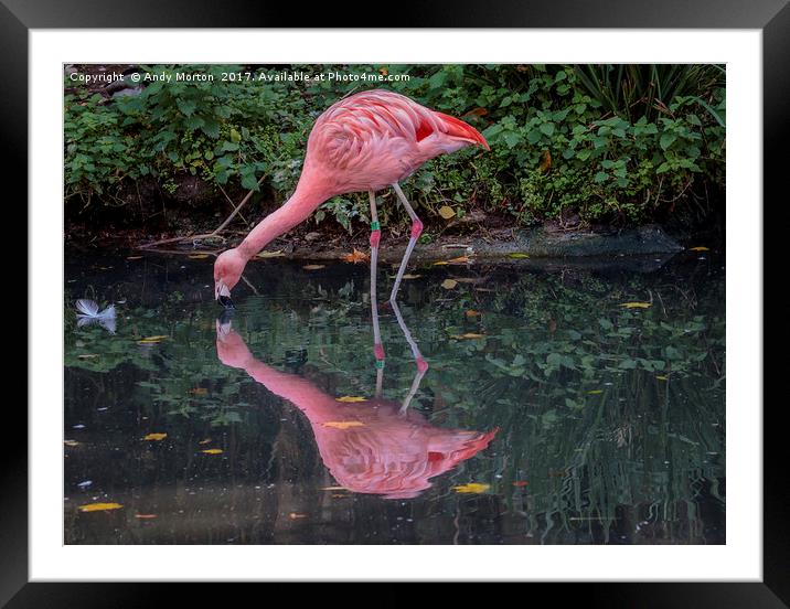 A Symphony of Pink Flamingos Framed Mounted Print by Andy Morton
