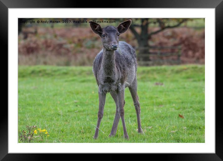 Young Black Deer Framed Mounted Print by Andy Morton