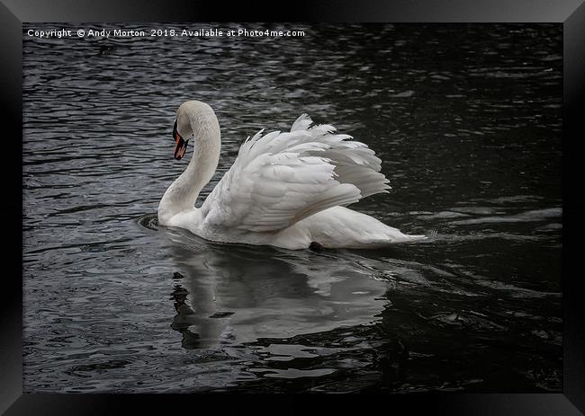 White Swan On The River In Leicester Framed Print by Andy Morton