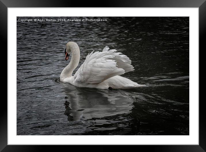 White Swan On The River In Leicester Framed Mounted Print by Andy Morton