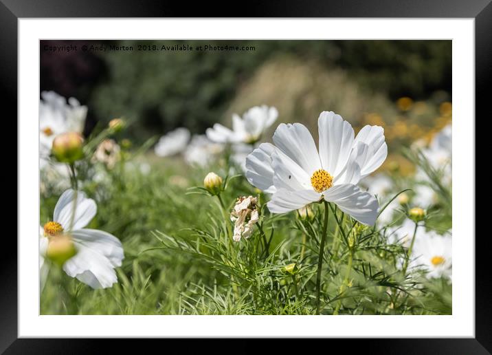 Mexican Aster -White Cosmos Bipinnatus Framed Mounted Print by Andy Morton