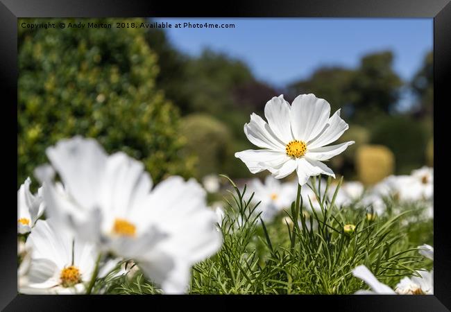 Mexican Aster -White Cosmos Bipinnatus Framed Print by Andy Morton