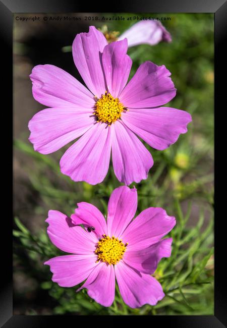 Pink Garden Cosmos Plant Framed Print by Andy Morton