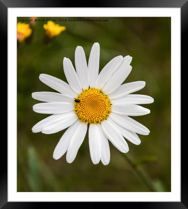 Common Daisy - (Bellis Perennis)  Framed Mounted Print by Andy Morton