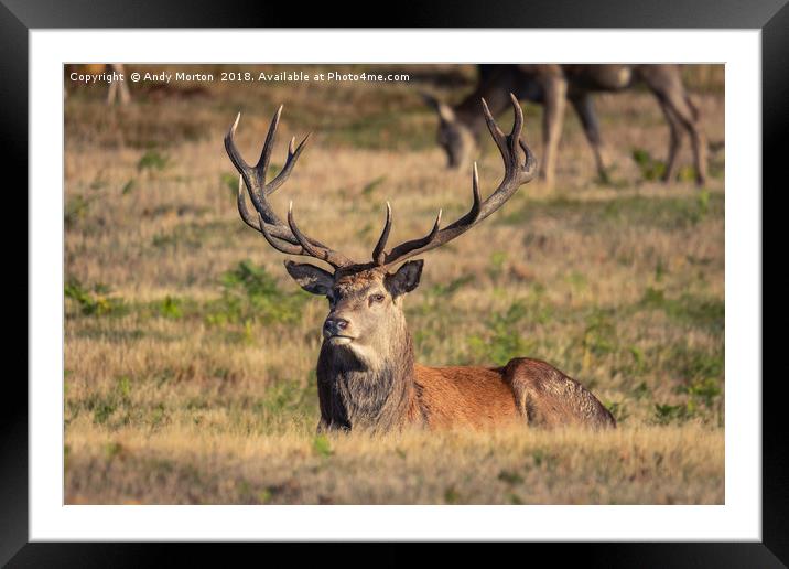 Red Deer Stag Framed Mounted Print by Andy Morton