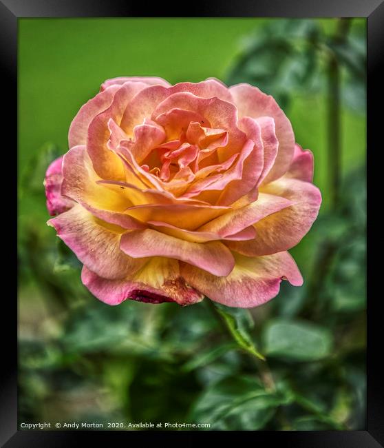 Rose  Framed Print by Andy Morton