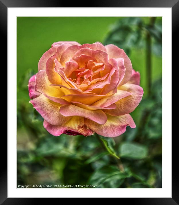 Rose  Framed Mounted Print by Andy Morton