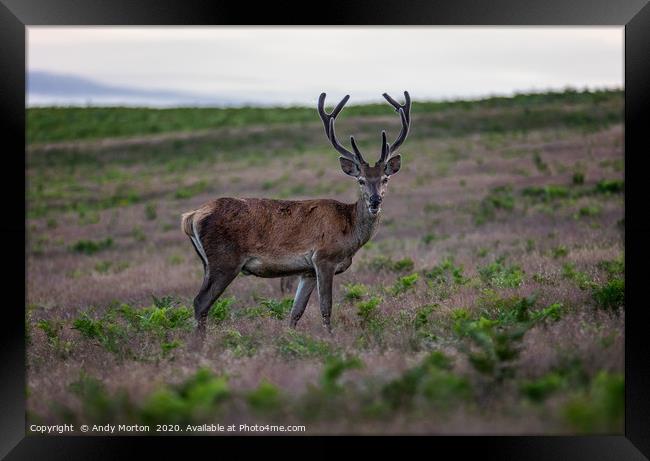 Captivating Gaze of a Young Stag Framed Print by Andy Morton