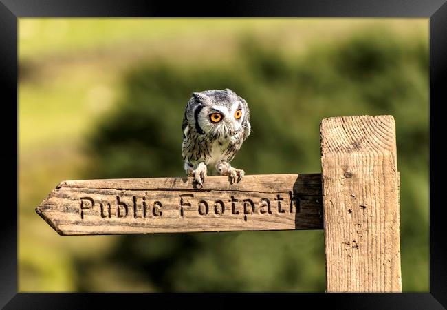 Owl resting on the Sign Post Framed Print by James Marsden