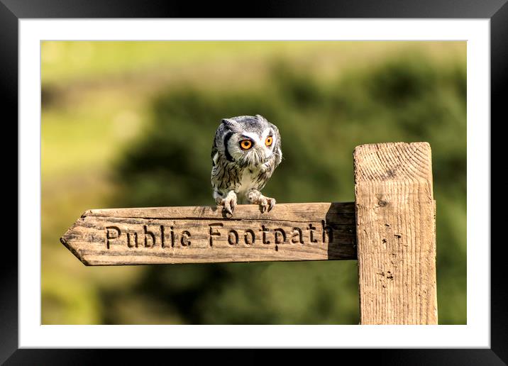 Owl resting on the Sign Post Framed Mounted Print by James Marsden