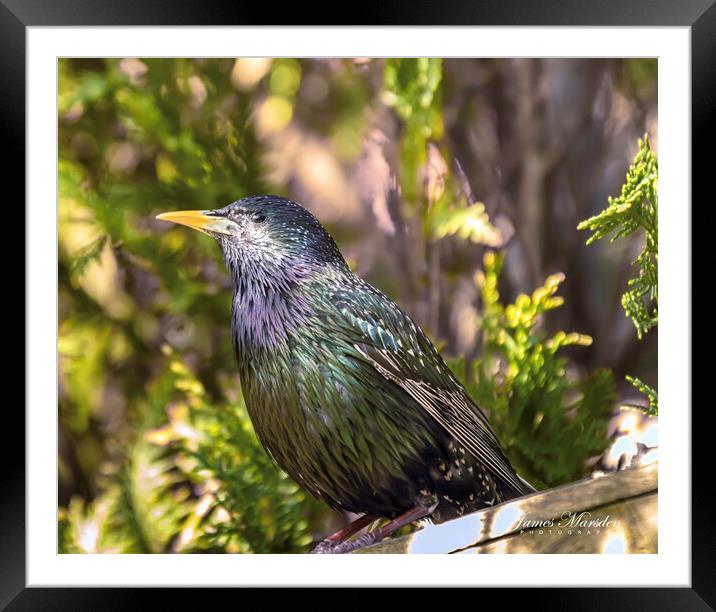 A Vibrant Starlings Encounter Framed Mounted Print by James Marsden
