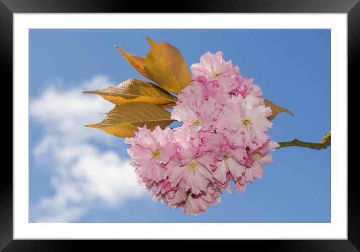 Cherry Blossom Framed Mounted Print by Gill Kennett