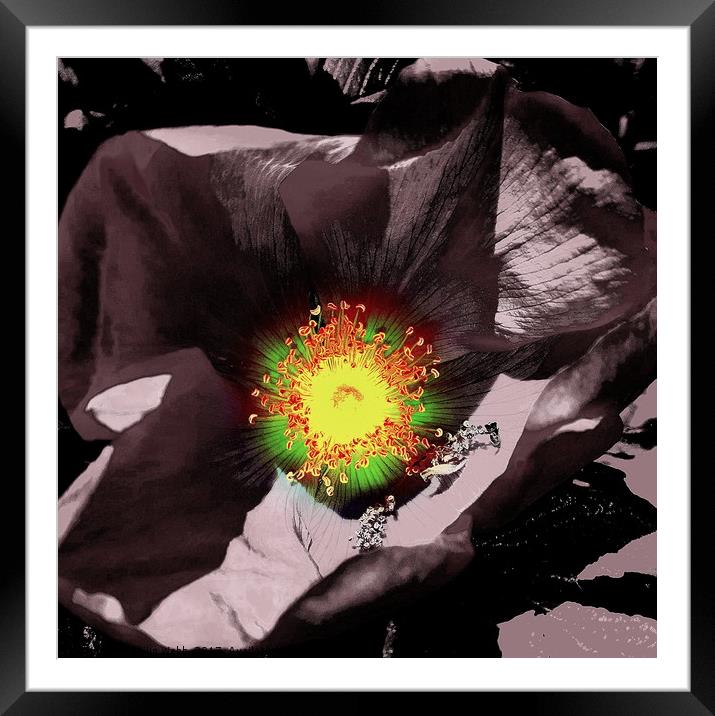 Sunburst In Flower Framed Mounted Print by Philip F Webb