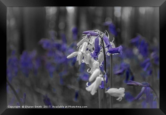 blue on white Framed Print by Sharon Smith