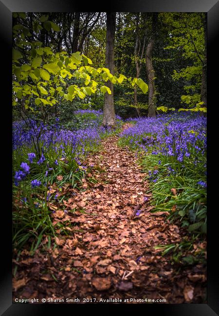 into the woods Framed Print by Sharon Smith