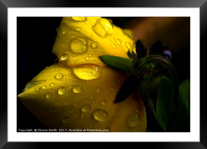 Rain covered pansy Framed Mounted Print by Sharon Smith